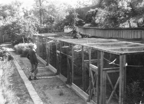 Az idős Schmidt Pál a madárházainál, 1962-ben.