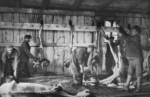 A húshiány miatt már 1914 decemberében sor került 1000 ló levágására. 1915 januárjában további 14000 állatot vittek a mészárszékbe az élelmezés pótlására.