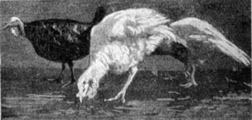 Fekete és fehér pulykák<br>(Forrás: Tolnai Világlexikona, 3. kötet, Budapest, 1913.) 