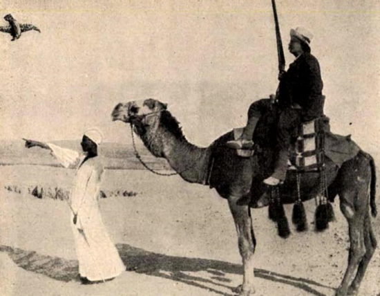 Zubovits Fedor sólyomvadászat közben, Tolnai Világlapja, 1910. május. 1. 984.