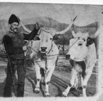 Szürkemarha fogat Menaságon, 1910.